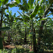 Agroforestry Project